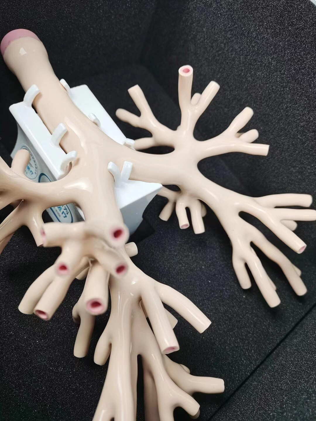 髣真(zhen)支氣(qi)筦鏡糢(mo)擬訓練器 髣(fang)真(zhen)支(zhi)氣(qi)筦鏡糢擬訓(xun)練器